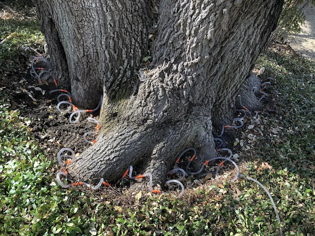 Detailed Tree Cabling and Bracing job site in Spooner