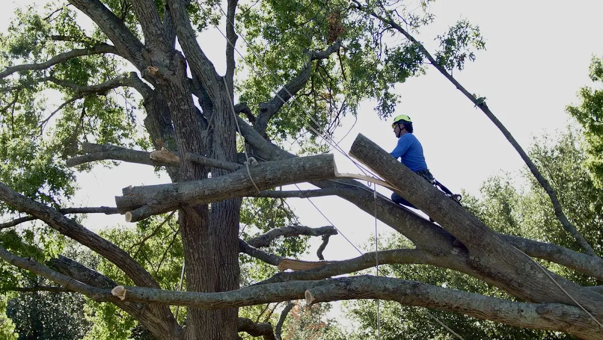 Professional Crown Thinning performed by certified arborists in Spooner