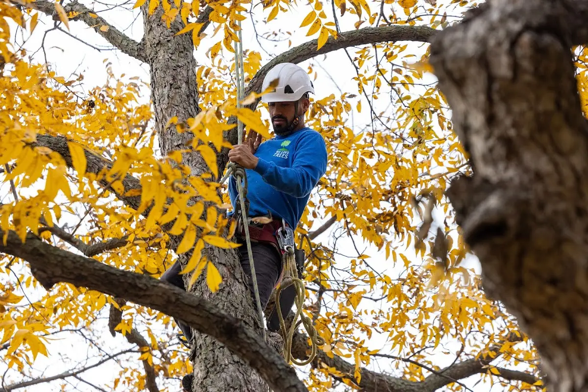 Skilled Tree Trimming crew working in Spooner