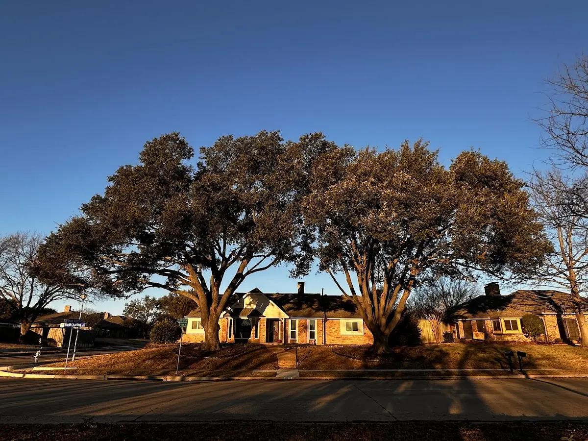 Established residential canopy tree shading a home in Spooner